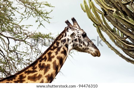 Maasai giraffes in Crater Ngorongoro National Park - Tanzania