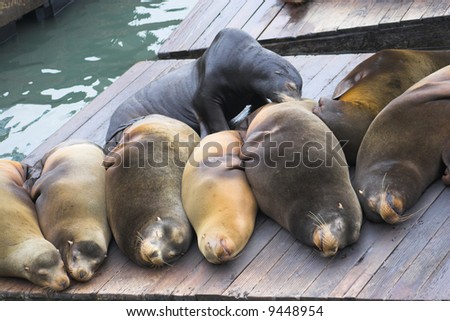 Sea lions at Fisherman Wharf, San Francisco, California