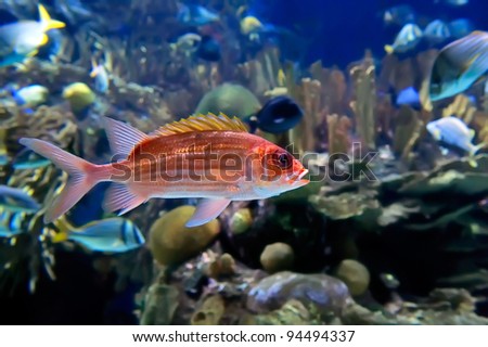  underwater image of tropical fishes