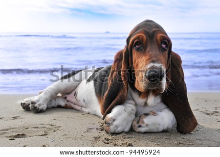 picture of puppy purebred basset hound on a beach