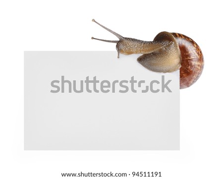 Snail on empty poster isolated on white