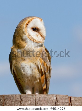 A sitting owl