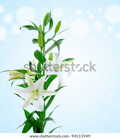 image of a beautiful white lily flowers.