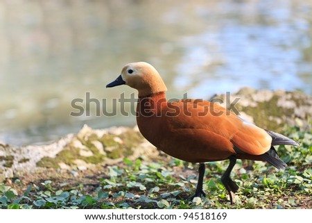 Ruddy Shelduck, known as the Brahminy Duck, (Tadorna ferruginea)