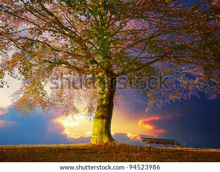Tree in the park Royalty-Free Stock Photo #94523986