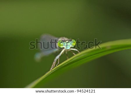 damsel-fly on the grass in the natural state, close up of pictures, Luannan County, Hebei Province, China.