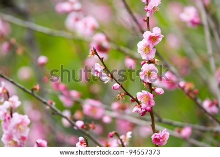 Pink Plum blossom, known as Mume flower in Chinese
