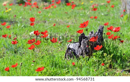 Anemones bloom in the meadow