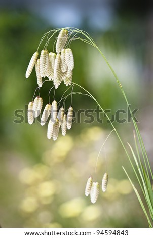 stem of the grass Briza maxima Royalty-Free Stock Photo #94594843