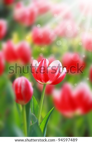 blossoming tulip flowers in the spring sunshine