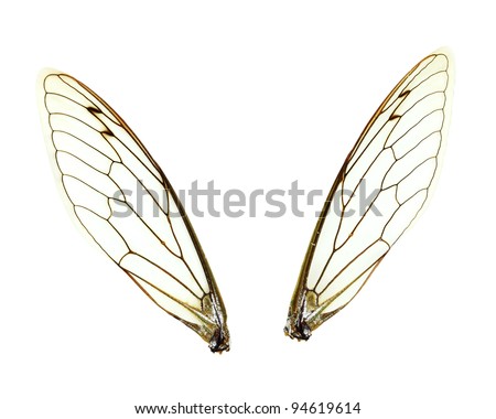 Two separate Cicada (Jar FLy) wings isolated over a white background with clipping path included.