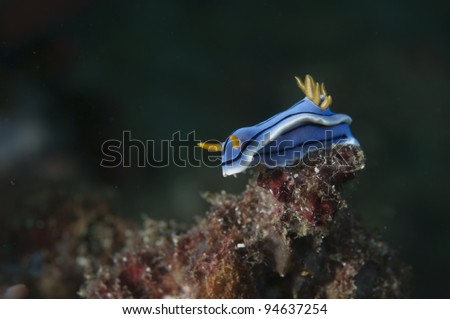 Sea Slug - Chromodoris boucheti