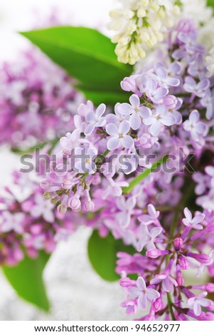 lilac flowers close up, soft focus