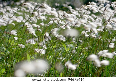 Cotton grass in the wind