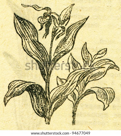 orchid - an illustration from the book "In the wake of Robinson Crusoe", Moscow, USSR, 1946. Artist Petr Pastukhov