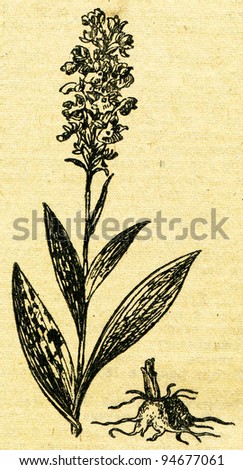 Orchis - an illustration from the book "In the wake of Robinson Crusoe", Moscow, USSR, 1946. Artist Petr Pastukhov