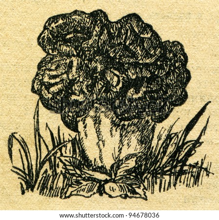 Gyromitra esculenta - an illustration from the book "In the wake of Robinson Crusoe", Moscow, USSR, 1946