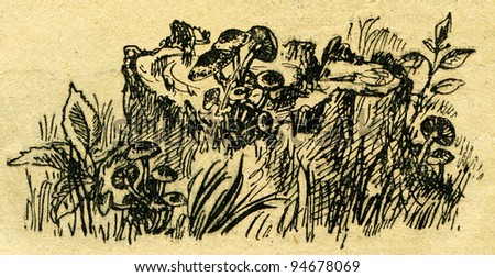 false honey agaric - an illustration from the book "In the wake of Robinson Crusoe", Moscow, USSR, 1946