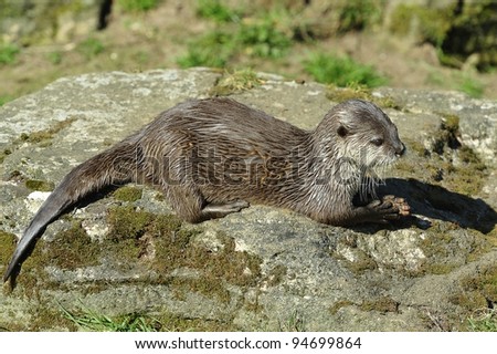 Otter on Rock