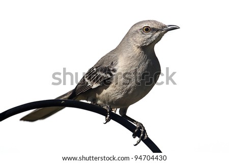 Northern Mockingbird (Mimus polyglottos) on a perch - Isolated on a white background