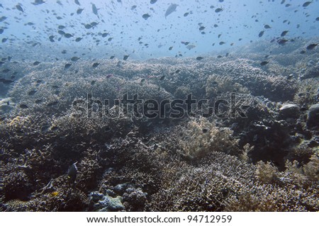 Abundant wildlife thrives in the coral garden of Sipadan Island, Malaysia.