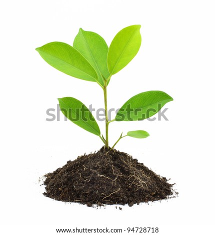 Young Green Plant and Soil Isolated on white background. Royalty-Free Stock Photo #94728718