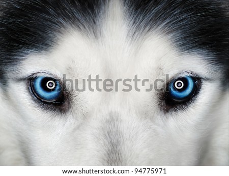 Husky blue eyes Royalty-Free Stock Photo #94775971