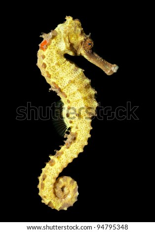 A close-up shot of the beautiful Spotted seahorse (Hippocampus kuda) swimming. Isolated on black.