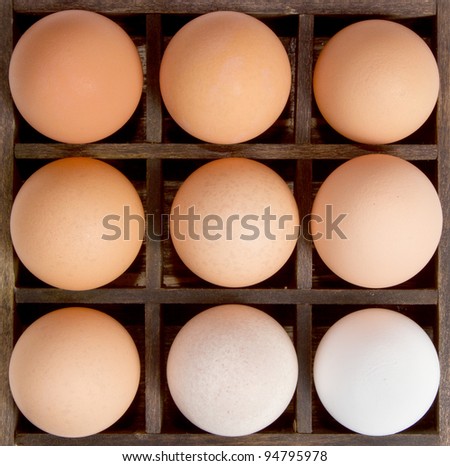 Different shades of an egg, from pure white to brown, showing harmony in diversity. Displayed in a printers drawer.