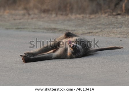 Chacma Baboon playing in road in Kruger National park