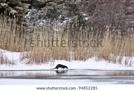 Otter in Winter Saskatchewan Canada Prince Albert National Park