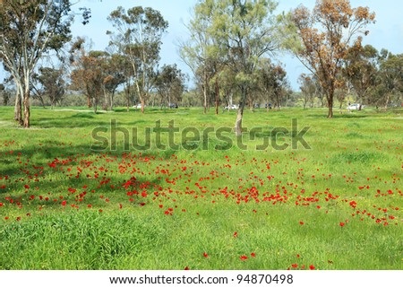 Spring blossoming of red flowers (anemones) in the south of Israel.