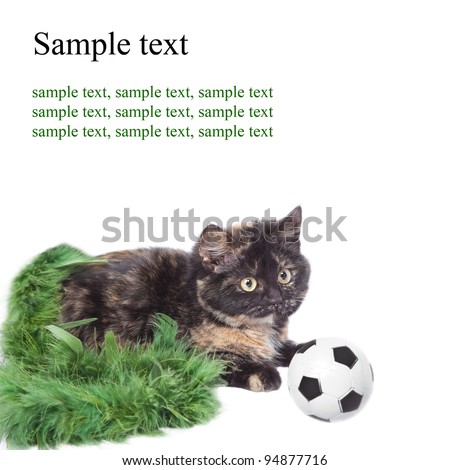 Kitten and a football on a white background