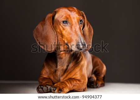 Red Dachshund Dog isolated lying on gray background