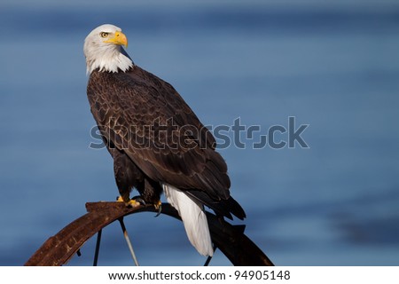 Bald Eagle Royalty-Free Stock Photo #94905148