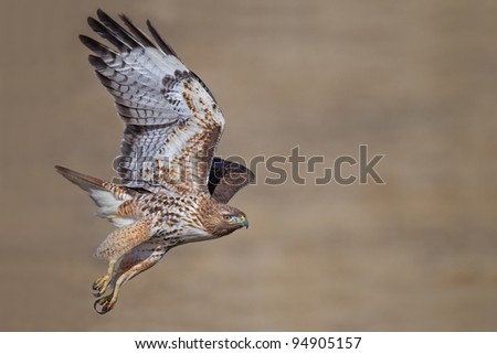 Red-tailed Hawk Royalty-Free Stock Photo #94905157