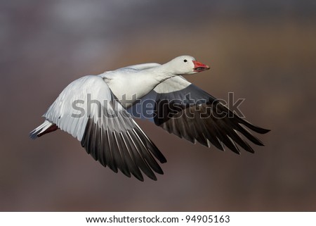 Snow Goose Royalty-Free Stock Photo #94905163