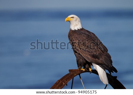 Bald Eagle Royalty-Free Stock Photo #94905175