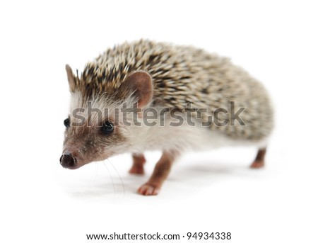 hedgehog  in front of a white background