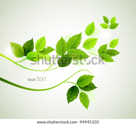 spring  branch with fresh green leaves