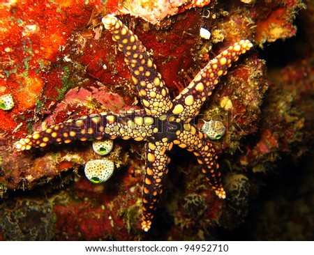 Sea Star/Starfish, Maratua, Indonesia