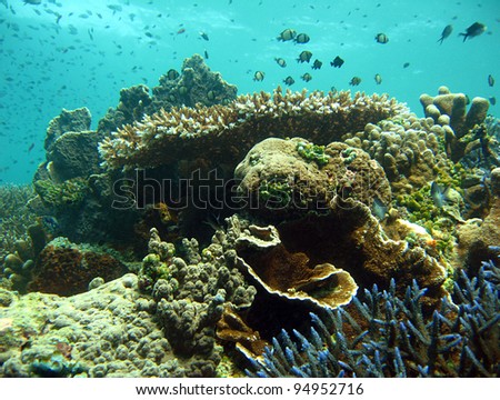 Coral Reef, Kakaban, Indonesia