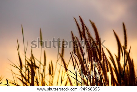 Picture of grass and and the sky silhouette.