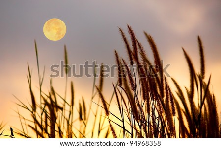 Picture of grass and moon on the sky silhouette.