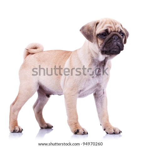 full body picture of an alert mops little dog looking at something. standing pug puppy dog looking to a side on white background