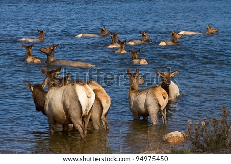 Elk Swimming in a Lake.