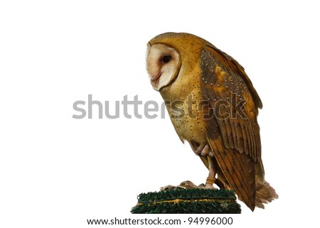 Barn Owl (Tyto alba) isolated on a white background