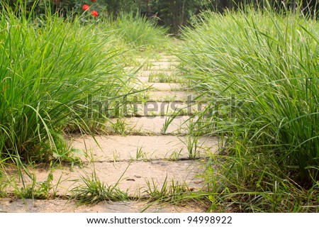path in the lawn in a park, close up of pictures.