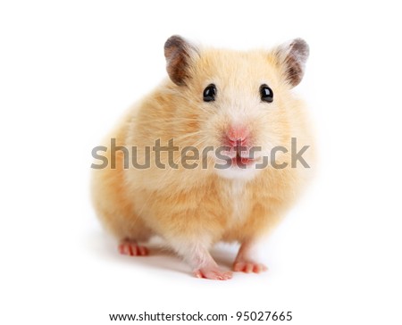 Hamster isolated