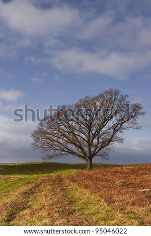 A lone tree on Badbury Rings in Dorset.